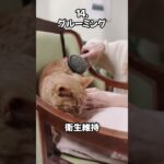 【ネコノネタ】すぐにアナタの虜・・猫が喜ぶことベスト20 #shorts