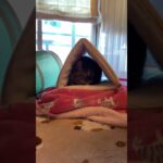 購入して約2ヶ月、、、やっと入ってる猫をみたlol #short #cat