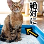 【有料級】実践しないなんて勿体無い!! 猫心地よいと感じるトイレのしつけ方5選