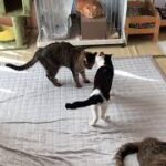My Cat From Hell 142 / 総合猫格闘技