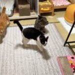 My Cat From Hell 147 / 総合猫格闘技