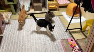 My Cat From Hell 147 / 総合猫格闘技