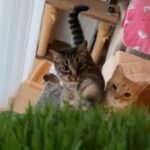 My Cat From Hell 95 / 猫草