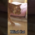 視力を失った猫 #blindcat #cat #shorts