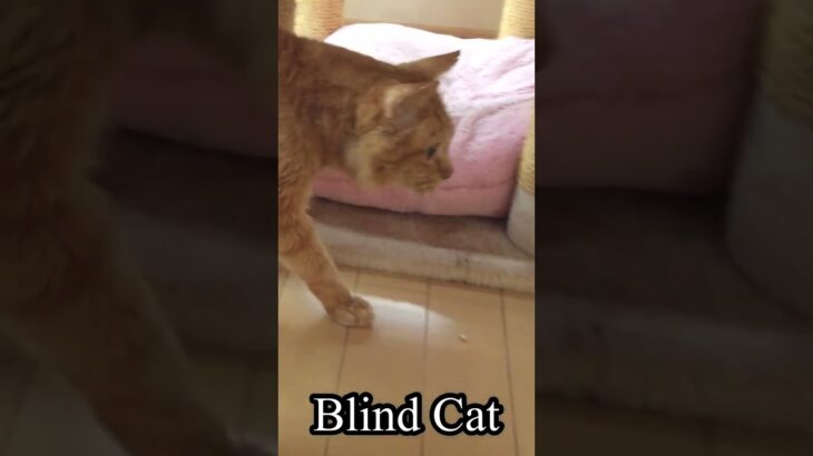 視力を失った猫 #blindcat #cat #shorts