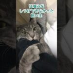 初めて猫を飼ったので甘噛みのしつけに失敗しました　#ねこ #猫 #保護猫 #cat #고양이 #길고양이