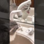 水の飲む顔かわいい😍#水飲み #ねこ動画 #cat #サイベリアン大好き #music #ねこ #サイベリアン #猫のいる暮らし #jpop #子猫 #しつけ #cute #猫