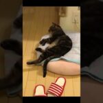 猫寝 #cat #short #animal