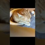 猫動画 #cat #short #animals