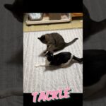 猫タックル #cat #short #tackle