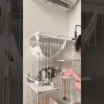 【猫動画】しつけ三本柱、特技を持つ猫#cat #straycat #shorts #Special skill