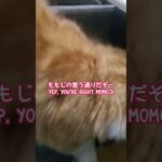 弟猫のしつけ follow the rule #猫 #ねこ #ネコ #cat #cats #ねこのいる生活 #スコティッシュフォールド #shorts #short