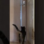 ドアを開ける猫 #opendoors #shorts #cat