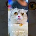 猫のご褒美選びのポイント #shorts  #猫のご褒美 #ハウツー #猫の訓練 #猫のしつけ #ペットアドバイス #動物愛好者