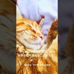 【トイレ訓練の失敗に寛容に】#shorts　 #ペットケア #猫ハウツー #トイレトレーニング #ペット動画 #猫愛好者