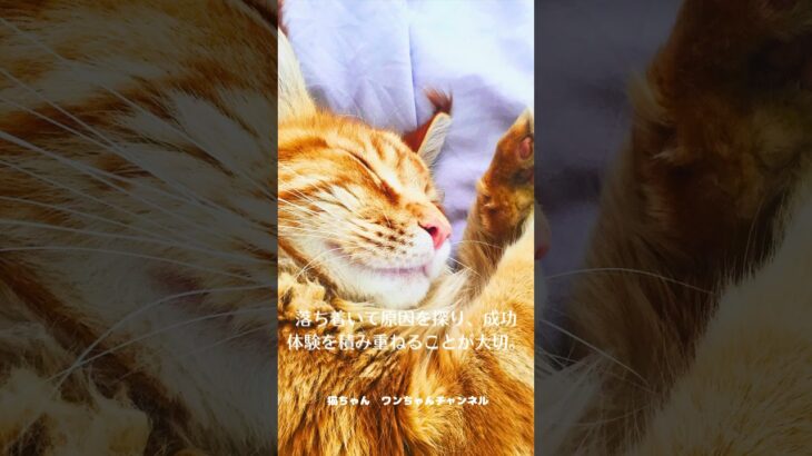【トイレ訓練の失敗に寛容に】#shorts　 #ペットケア #猫ハウツー #トイレトレーニング #ペット動画 #猫愛好者