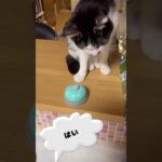 躾😰#猫動画 #かわいい#おもしろい #shorts