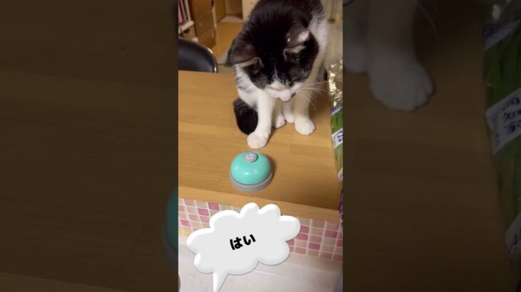 躾😰#猫動画 #かわいい#おもしろい #shorts