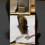 ねこ動画 #shorts #cat #animals
