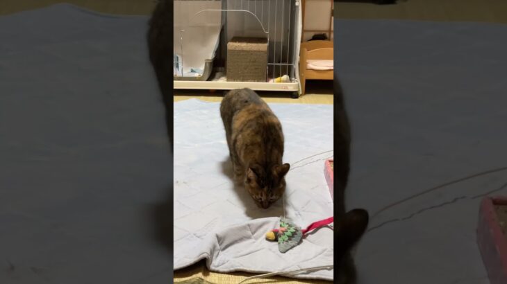 ねこ動画 #shorts #cat #animals