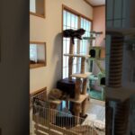 兎猫 #shorts #cat #rabbit
