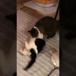 猫タックル #shorts #cat #tackle