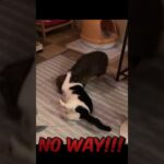 超絶技巧！猫タックル猫キックのコンビネーション！#shorts #cat #tackle #kick