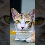 優しさで築く信頼関係！猫のしつけ #shorts　#CatTraining #PetLove #shorts