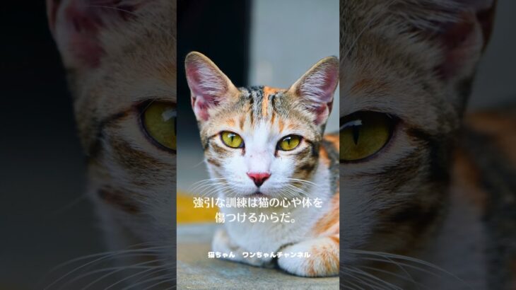 優しさで築く信頼関係！猫のしつけ #shorts　#CatTraining #PetLove #shorts