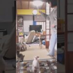 超凶暴猫のしつけ！