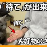 猫はどれだけ「待て」が出来るのか？