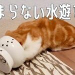 水遊びが止まらない猫に音でしつけをしてみたら・・・【短足猫の日常】