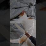 ごはんをこぼした刑　#こぼす#猫あるある#猫の躾