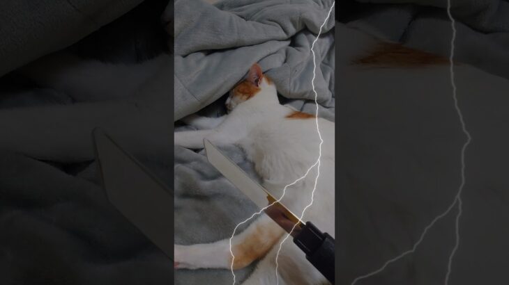 ごはんをこぼした刑　#こぼす#猫あるある#猫の躾