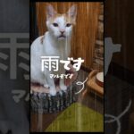 毒味の時間です　#老猫介助#猫あるある#しつけ#カリカリごはん