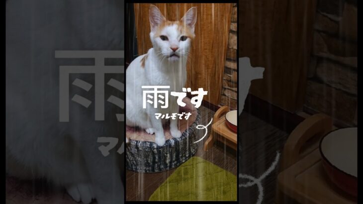 毒味の時間です　#老猫介助#猫あるある#しつけ#カリカリごはん