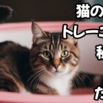 猫のトイレトレーニング   秘策は〇〇だった。