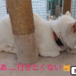 桃、トイレ躾、知人宅へ行く