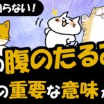 猫のお腹がたるんでいるのは肥満ではない！生きていくのにかかせない4つの重要な役割がある！