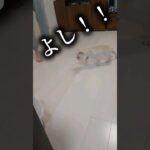 スパルタ父ちゃんのまて！！#フレンチブルドック #しつけトレーニング #50代