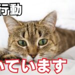 【最新】猫が懐いている人にしか見せない行動6選