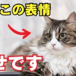 【最新版】猫が幸せな時に見せる行動6選を徹底解説