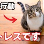 【危険】猫がストレスを抱える時にする行動7選を紹介