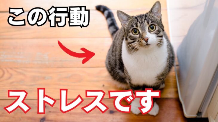 【危険】猫がストレスを抱える時にする行動7選を紹介