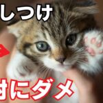 【要注意】猫のしつけでやってはいけないこと7選