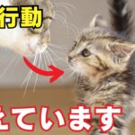 【最新】猫が甘えてくる時にする仕草7選を紹介