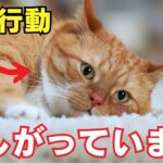 【危険】猫が寂しい時に見せる行動7選を紹介