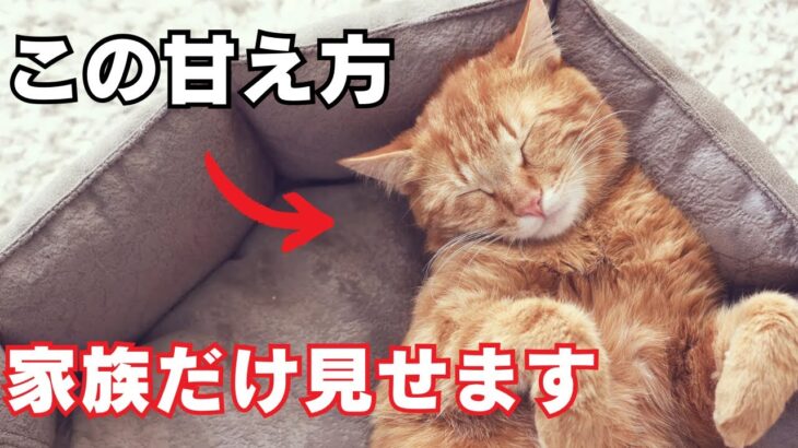 【最新版】猫が家族にだけ見せる行動8選