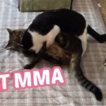 My Cat From Hell 189 / 総合 猫 格闘技