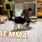 My Cat From hell 191 / 総合 猫 格闘技